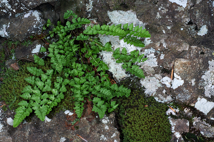 Woodsia alpina / Felcetta alpina